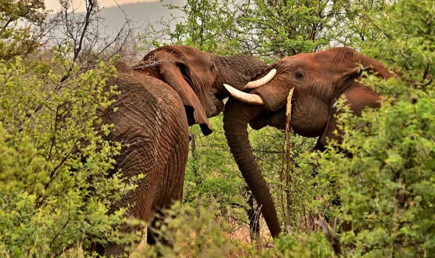 Exploring Jim Corbett National Park: A Wildlife Adventure and Nature Lover’s Paradise