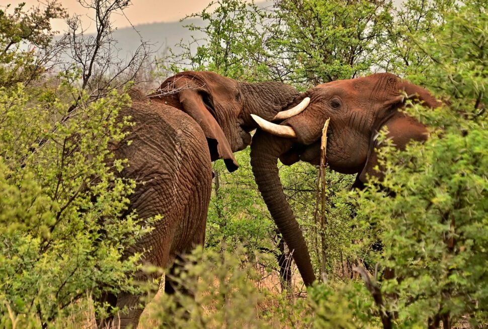 Jim Corbett National Park ramnagar nainital