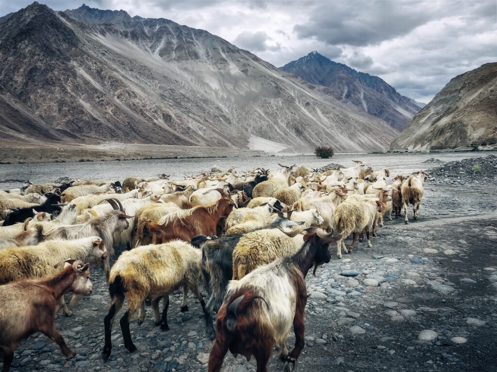 culture of ladak
village life of ladak
