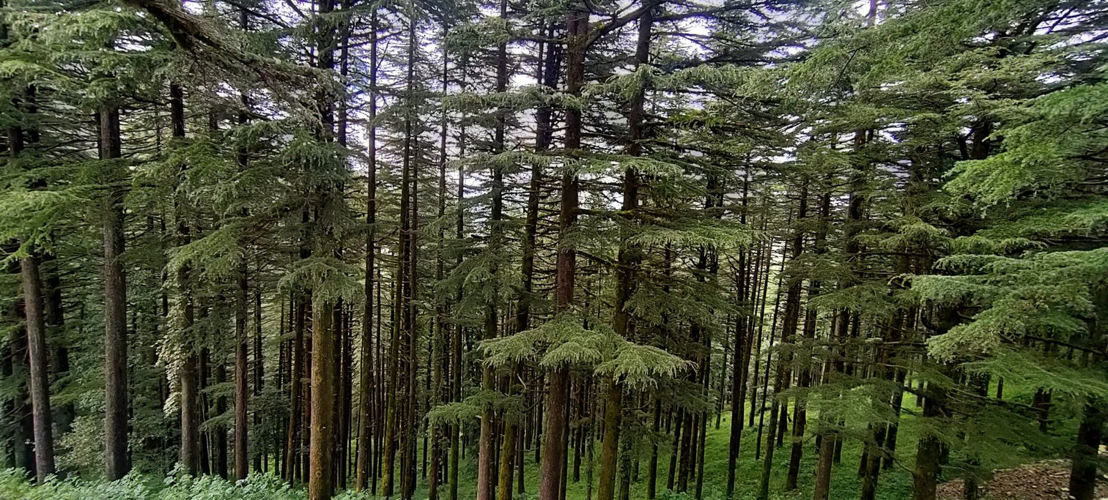 kanatal