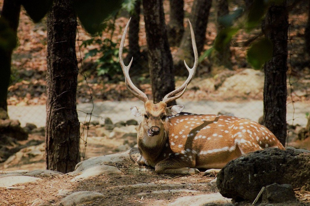 Malsi Deer park dehradun
malsi deer par
zoo dehradun
